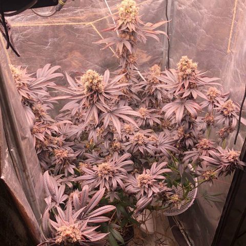 Animal Cookies growlog timeline photo