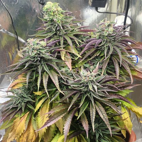 Gorilla Cookies  growlog timeline photo