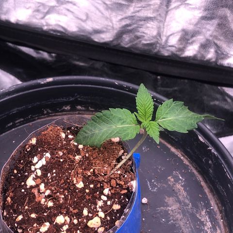 Runtz x Layer Cake  growlog timeline photo