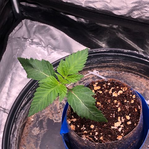 Runtz x Layer Cake  growlog timeline photo
