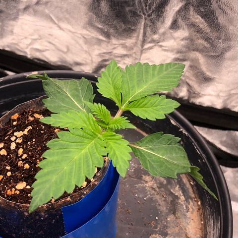 Runtz x Layer Cake  growlog timeline photo