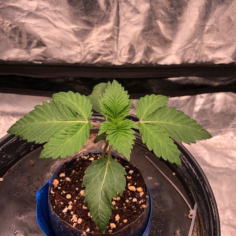 Runtz x Layer Cake  growlog timeline photo