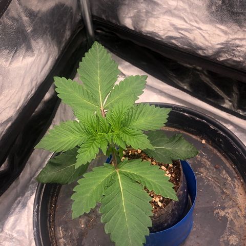 Runtz x Layer Cake  growlog timeline photo