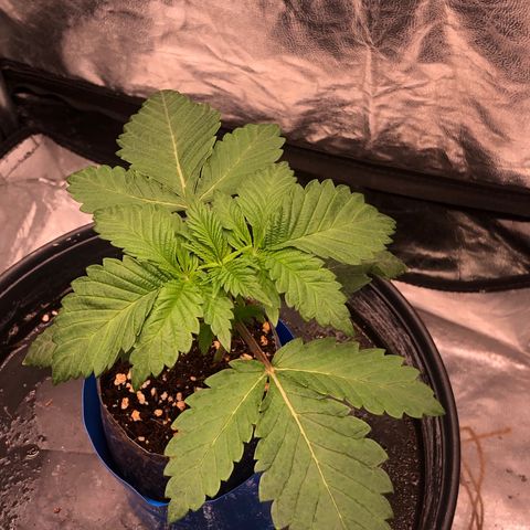 Runtz x Layer Cake  growlog timeline photo