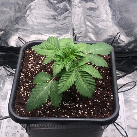 Runtz x Layer Cake  growlog timeline photo
