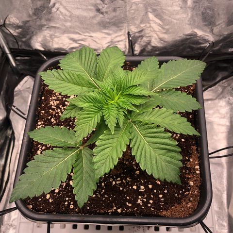 Runtz x Layer Cake  growlog timeline photo