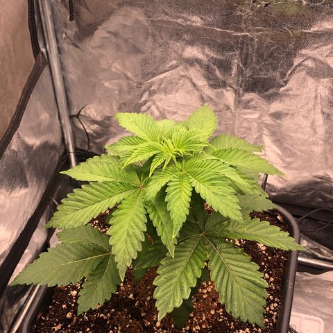 Runtz x Layer Cake  growlog timeline photo