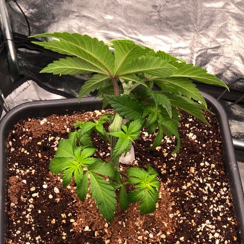 Runtz x Layer Cake  growlog timeline photo
