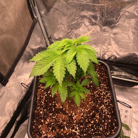 Runtz x Layer Cake  growlog timeline photo