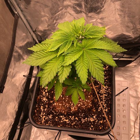 Runtz x Layer Cake  growlog timeline photo