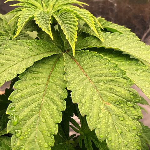 Runtz x Layer Cake  growlog photo: Spray CalMag 1ml/l before sleep 
6-7 pH