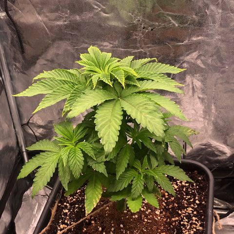 Runtz x Layer Cake  growlog timeline photo
