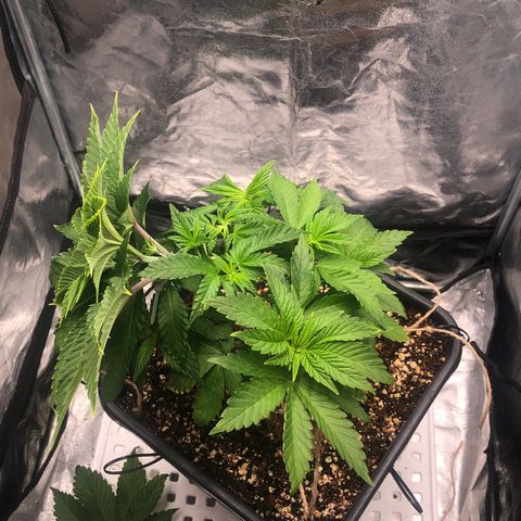 Runtz x Layer Cake  growlog timeline photo