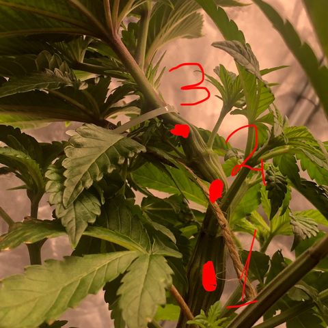 Runtz x Layer Cake  growlog timeline photo