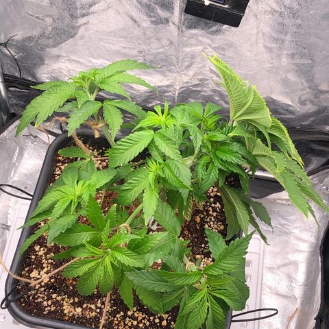 Runtz x Layer Cake  growlog timeline photo
