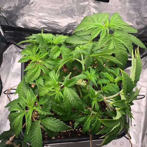 Runtz x Layer Cake  growlog timeline photo