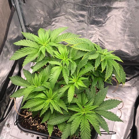Runtz x Layer Cake  growlog timeline photo