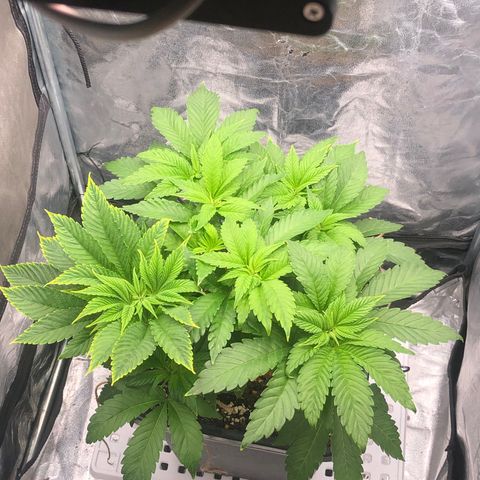 Runtz x Layer Cake  growlog timeline photo