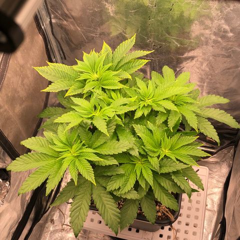 Runtz x Layer Cake  growlog timeline photo