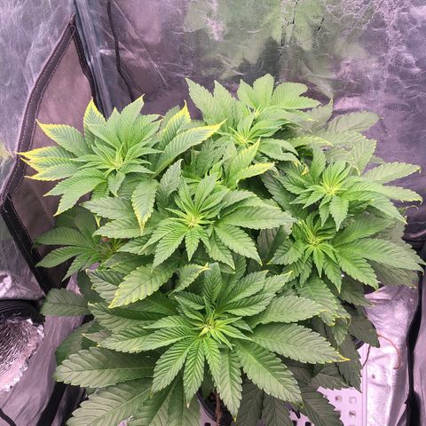 Runtz x Layer Cake  growlog timeline photo