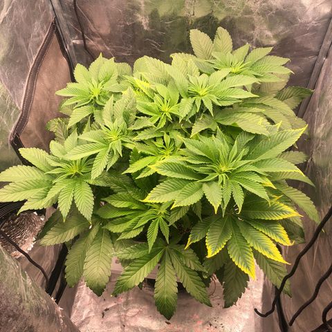 Runtz x Layer Cake  growlog timeline photo