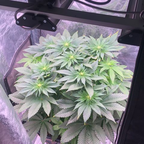 Runtz x Layer Cake  growlog timeline photo