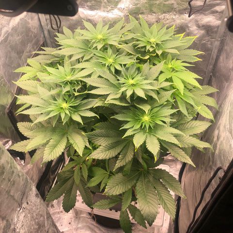 Runtz x Layer Cake  growlog timeline photo