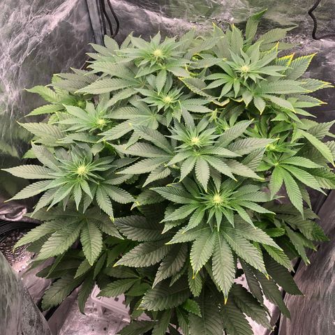 Runtz x Layer Cake  growlog timeline photo