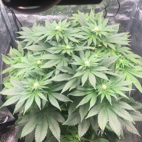 Runtz x Layer Cake  growlog timeline photo