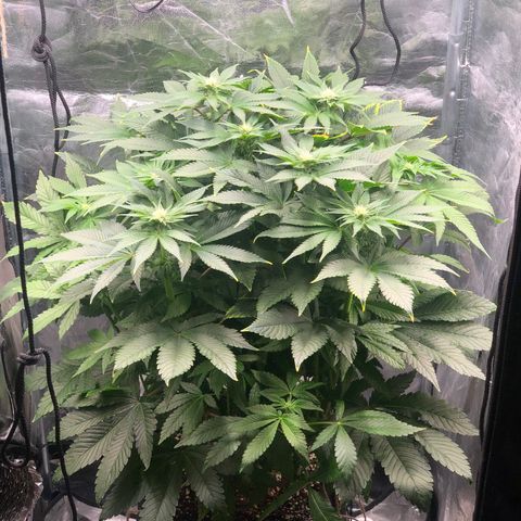 Runtz x Layer Cake  growlog timeline photo