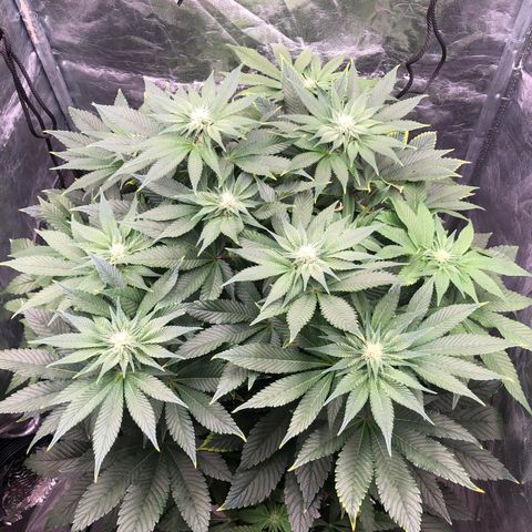 Runtz x Layer Cake  growlog timeline photo