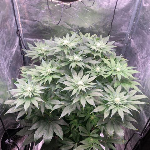 Runtz x Layer Cake  growlog timeline photo