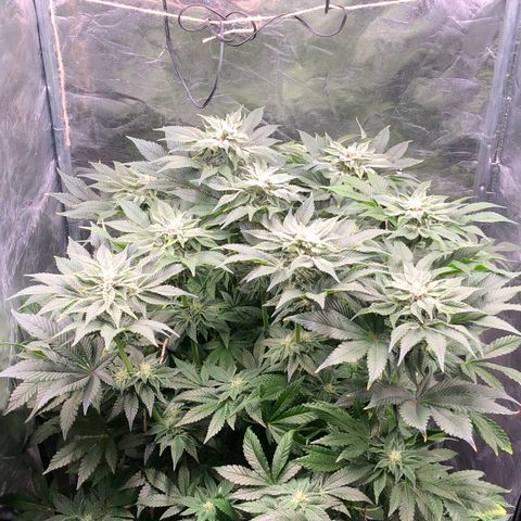 Runtz x Layer Cake  growlog timeline photo