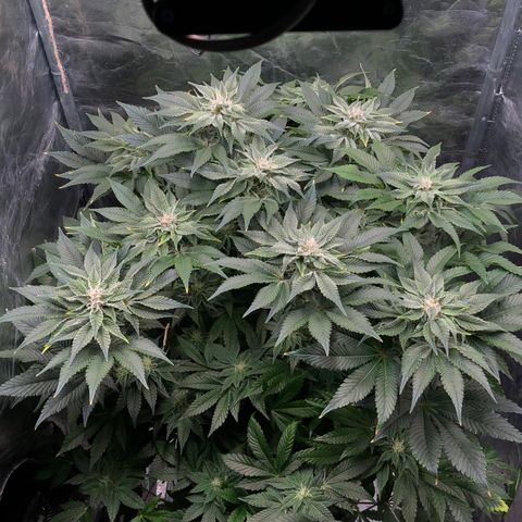 Runtz x Layer Cake  growlog timeline photo