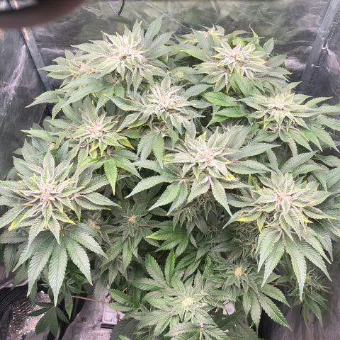 Runtz x Layer Cake  growlog timeline photo