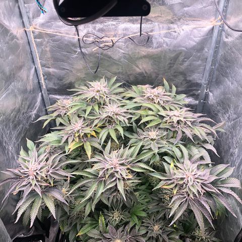 Runtz x Layer Cake  growlog timeline photo