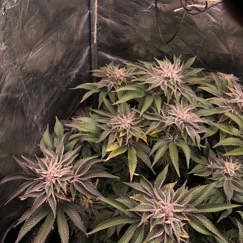 Runtz x Layer Cake  growlog timeline photo