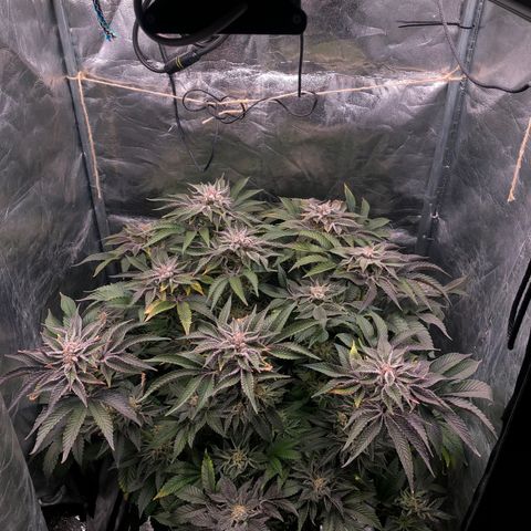 Runtz x Layer Cake  growlog timeline photo