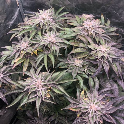 Runtz x Layer Cake  growlog timeline photo