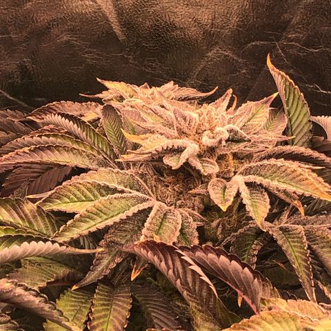 Runtz x Layer Cake  growlog timeline photo