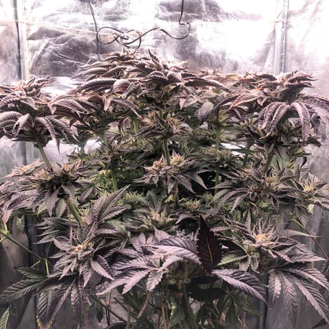 Runtz x Layer Cake  growlog timeline photo
