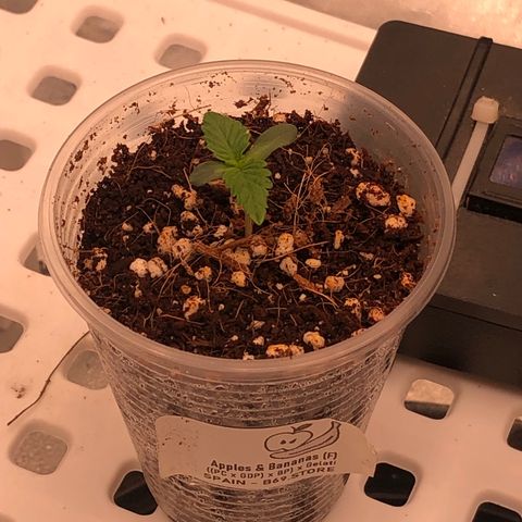 Apples 🍎& Bananas 🍌  growlog timeline photo