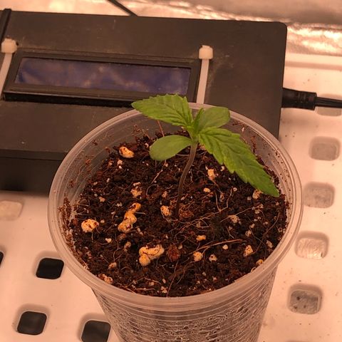 Washing Machine ☢️💦 growlog timeline photo