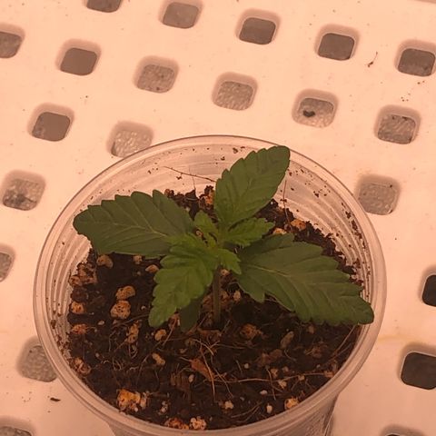Apples 🍎& Bananas 🍌  growlog timeline photo