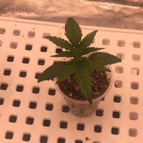 Washing Machine ☢️💦 growlog timeline photo