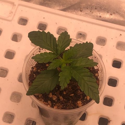 Apples 🍎& Bananas 🍌  growlog timeline photo