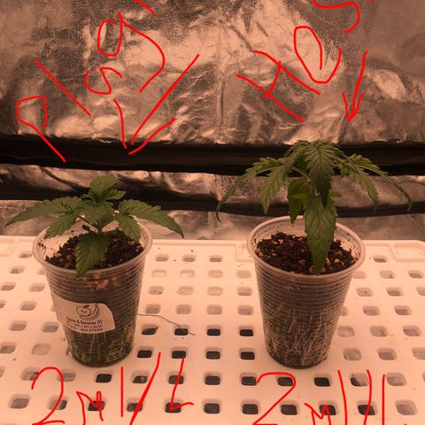 Washing Machine ☢️💦 growlog timeline photo