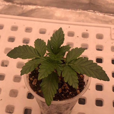 Apples 🍎& Bananas 🍌  growlog timeline photo