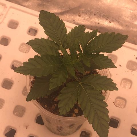 Apples 🍎& Bananas 🍌  growlog timeline photo