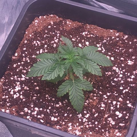 Apples 🍎& Bananas 🍌  growlog timeline photo